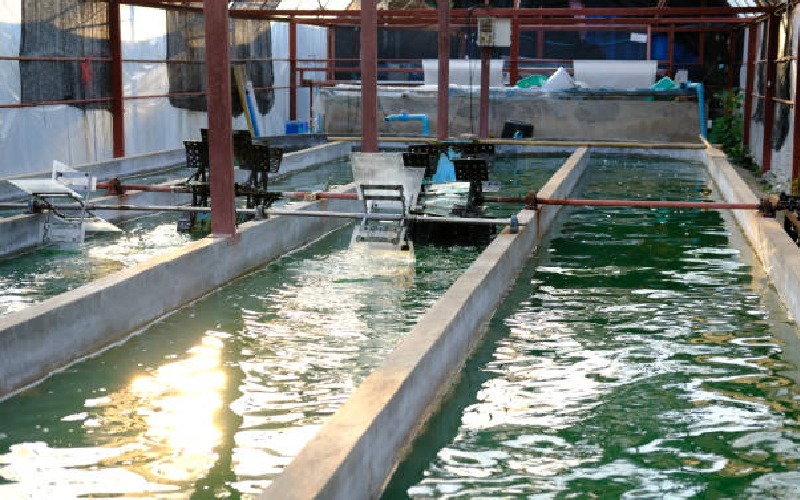spirulina farming solution