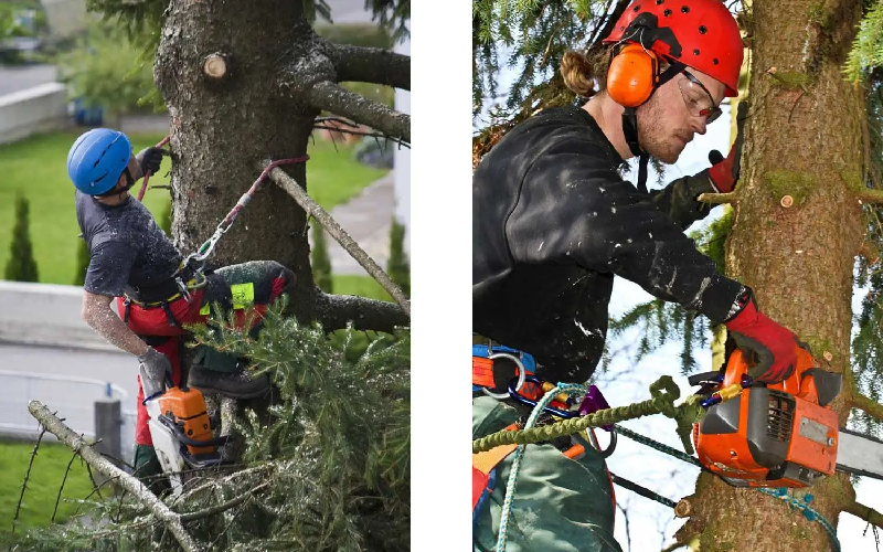 Tree Trimming