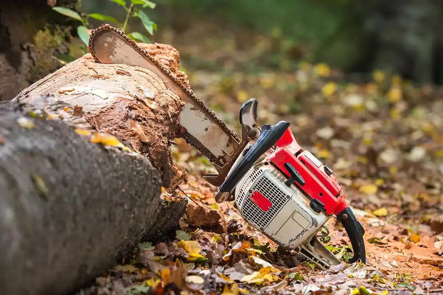 Efficient Tree Removal Service: Ensuring a Clean Landscape